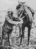 Soldado norteamericano protegido con máscara antigás, al igual que su caballo. Ampliar imagen