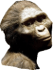 Australopithecus