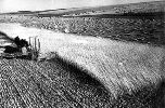 Cosechando trigo en un koljós de la Ucrania soviética (la otra parte del territorio perteneció a Polonia hasta 1939). Fotografía de 1935. Ampliar imagen